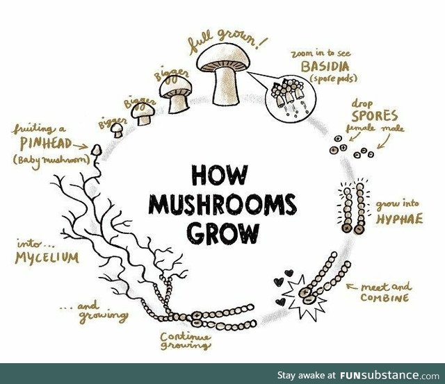 How mushrooms grow, provided you don't have the the mindset of a 13 year old