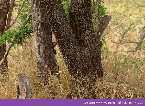 Can you spot a leoparrd?