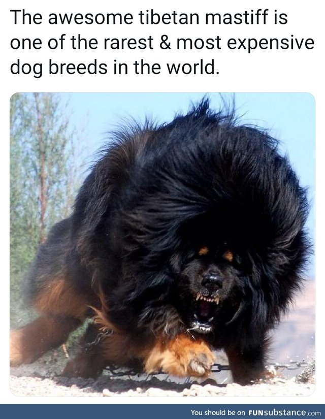 Absolute unit