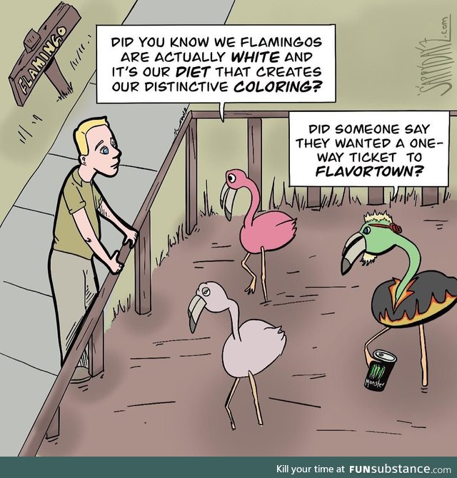 Guy flamingo