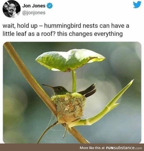 Hummingbird Leaf Roof