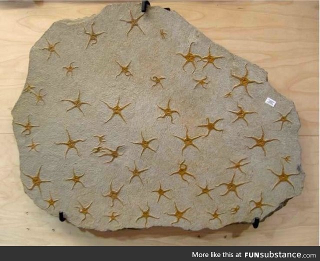 Starfish make neat fossils