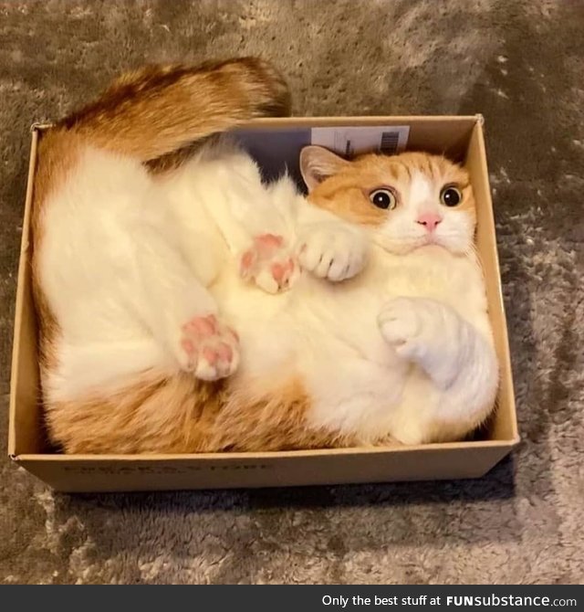 It's my puss in a box