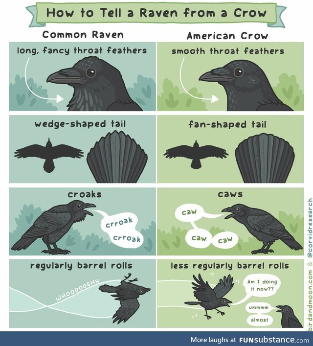 Tell a raven from a crow