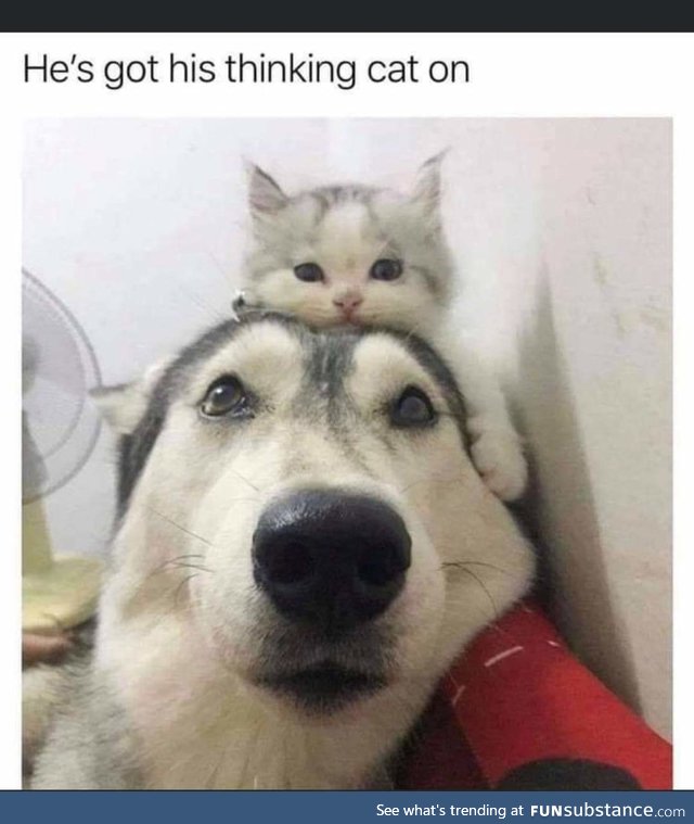 Cat hat