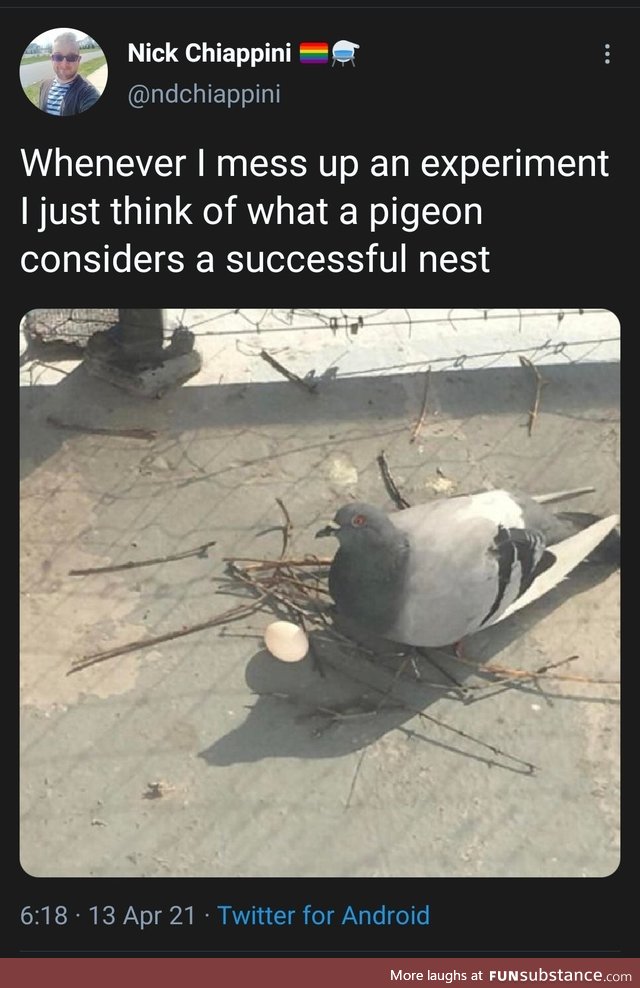 Pigeons are not great at motherhood