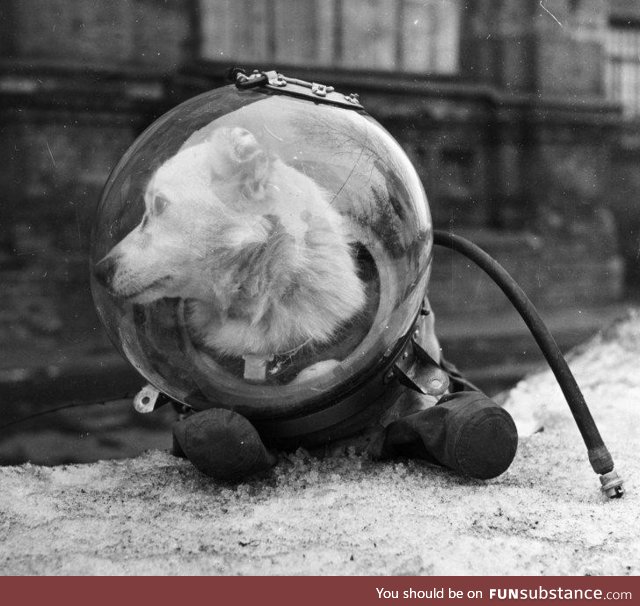 Meet Belka, one of two K9 Cosmonauts returned to earth, USSR, circa 1961