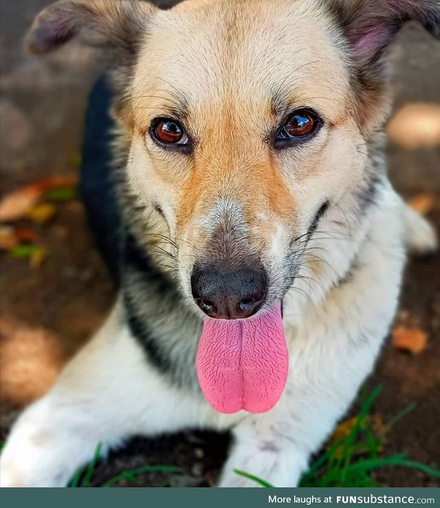Cold right now in mauritius. Bastard dog is loving it FunSubstance