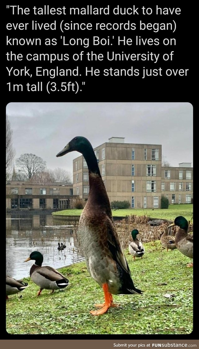 Big duck