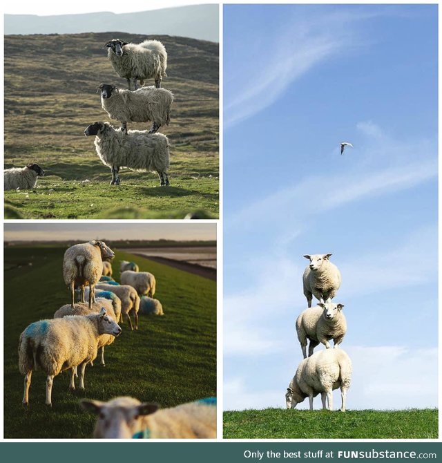 Scottish sheep stacking