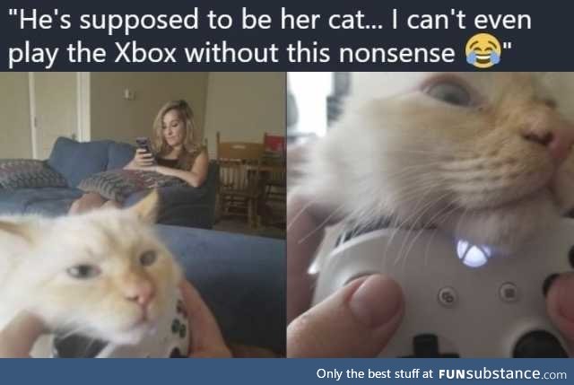 There is no Xbox, there is only cat