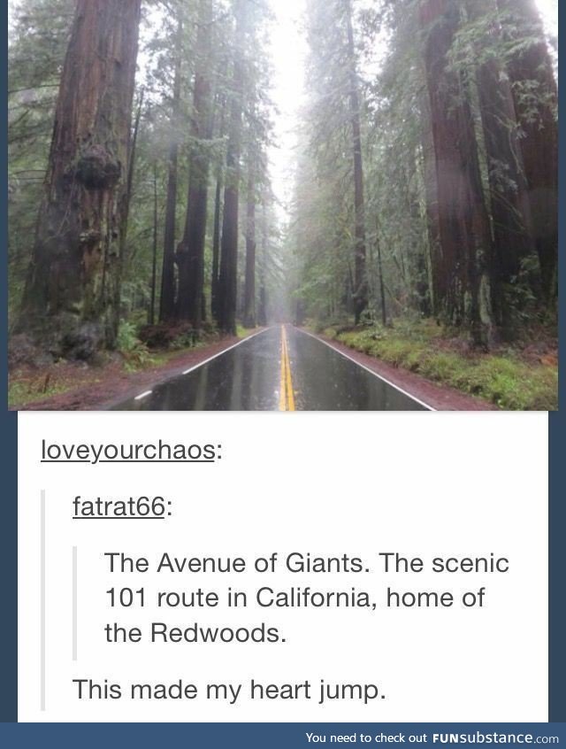 Avenue of Giants