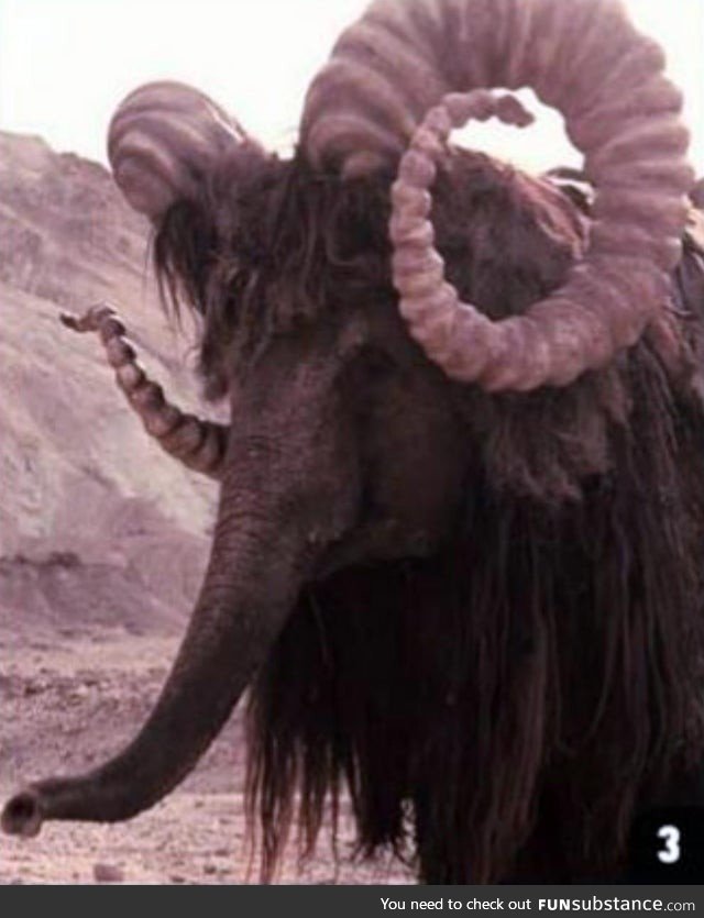 The Bantha in Star Wars a New Hope was played by a trained elephant named Mardji,