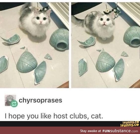 Feline High School Host Club