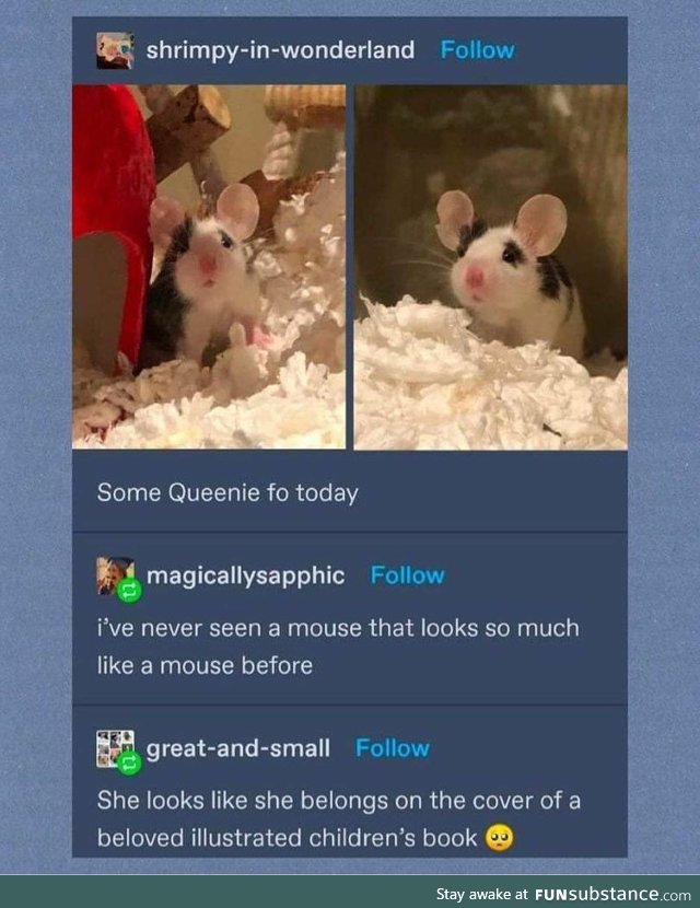 Mouse looking mouse