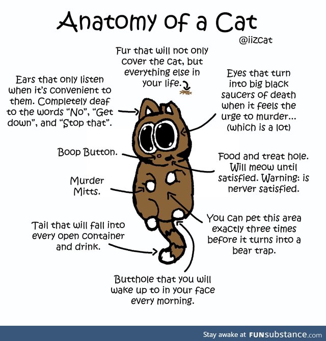 Anatomy of gato