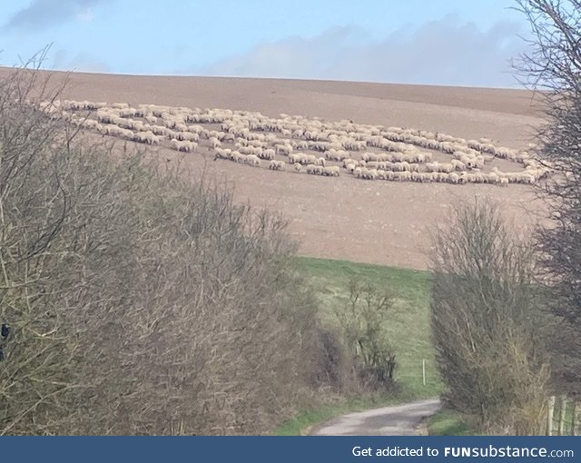 Sheep circles