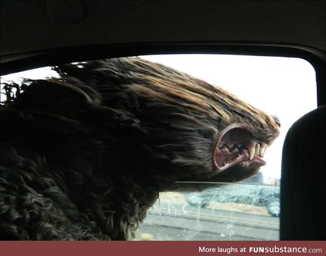 A goldendoodle sticks his head out a car window