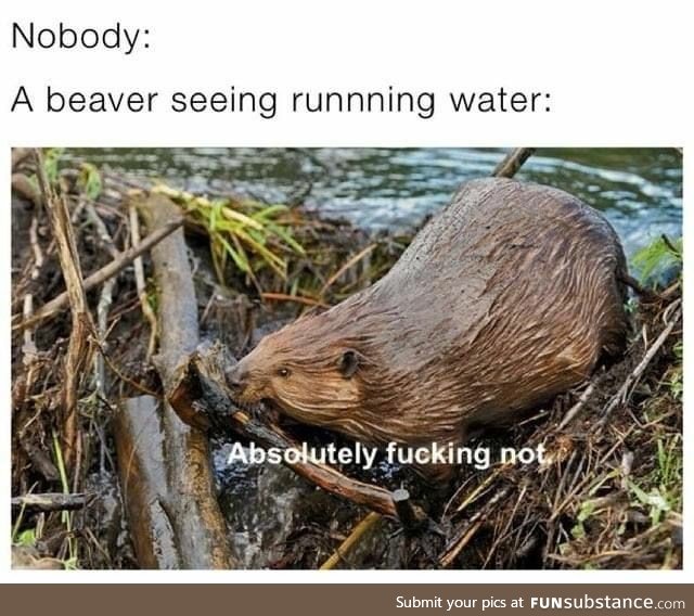 When a beaver sees running water