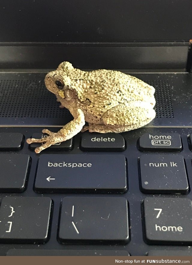 Froggo Fun #459 - Rare Pic of Me Looking for Stuff to Post