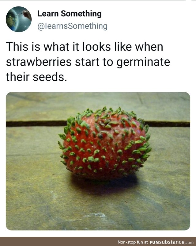 Straw the berry
