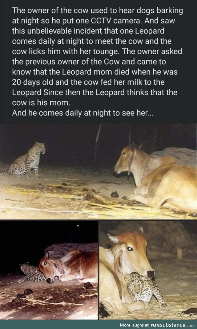 Cows are good souls