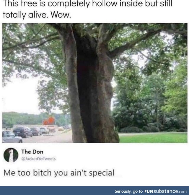 These trees think they’re so special