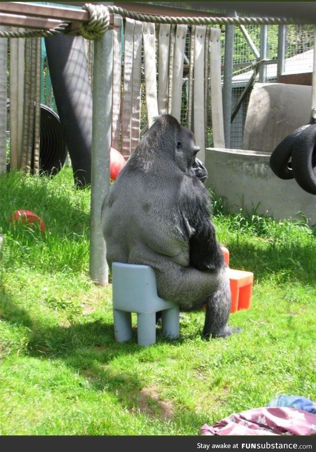 Gorilla on small chair