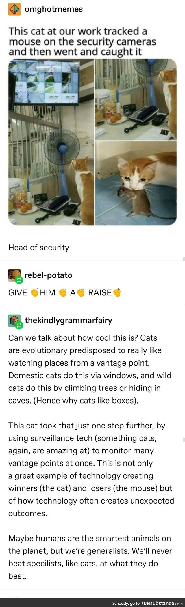 Cats Surveillance Specialists