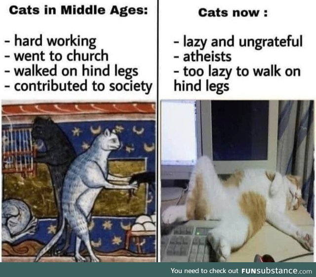 Medieval cats would’ve mocked trannies too