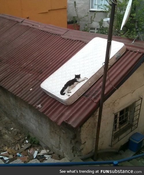 Cat on a mattress on a hot tin roof