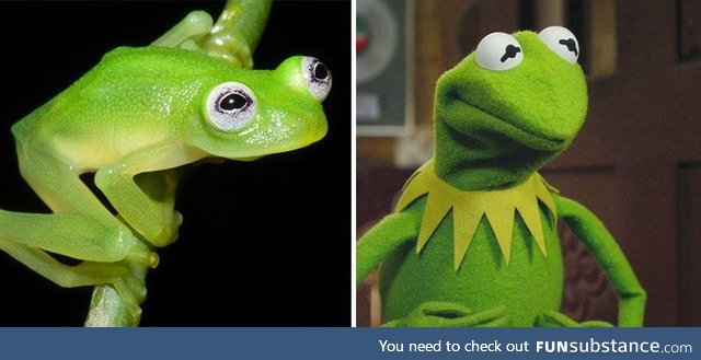 Kermit d. Frog