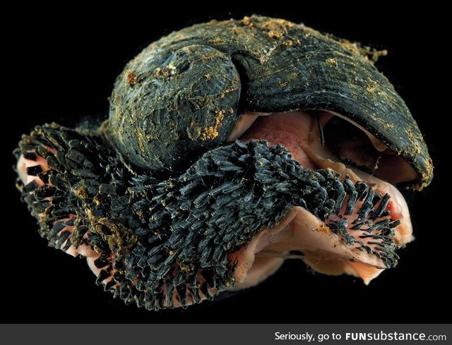 Volcano Snails Have Shells Made Of Iron And Live In Hydrothermal Vents. #metal