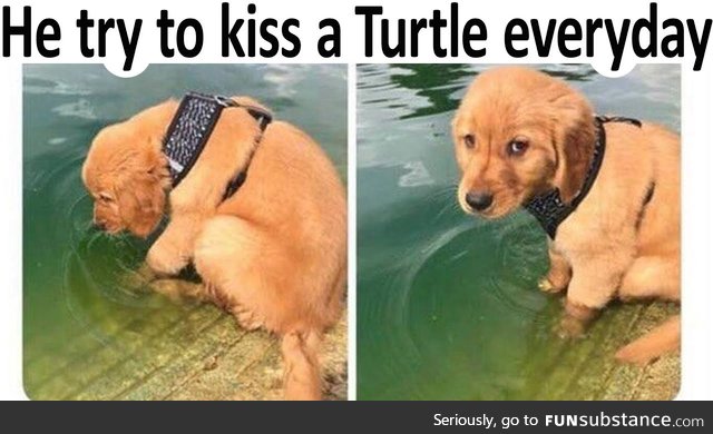 Kiss a turtle everyday