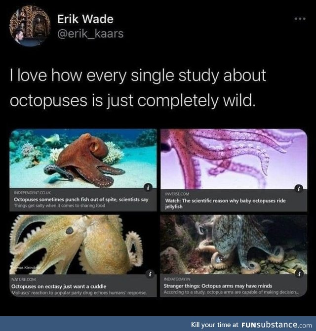 Octopus Studies