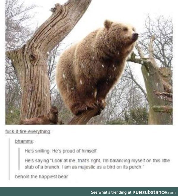 Behold the happiest Bear