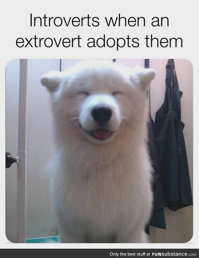 When an introvert gets adopted by an extrovert