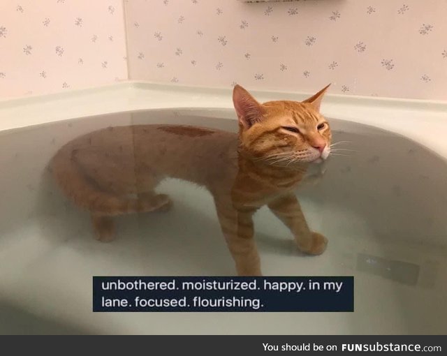 Self-improvement cat