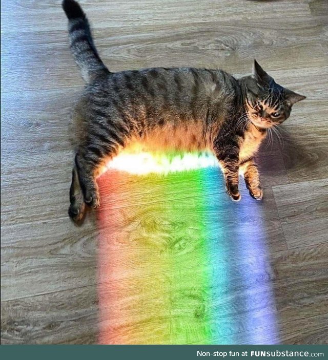Kitty Being Hit by the Gay-ser (circa 2021)