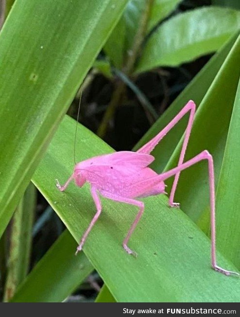 The mythical pink katydid