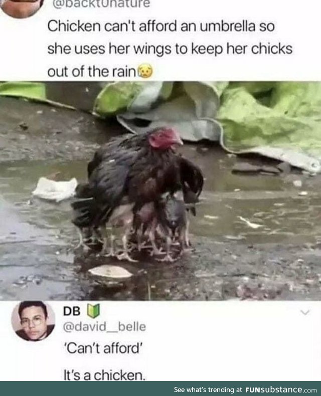 Its just a chicken what do you mean