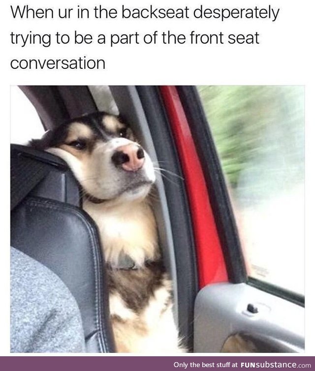 Being a poor backseat doggo