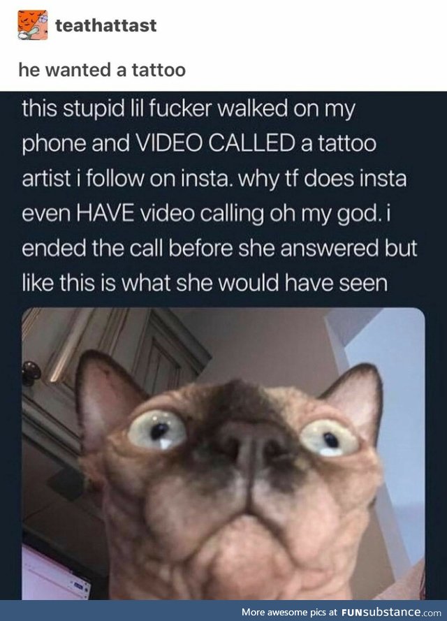 Cat VideoChatting Tattoo artist-- and why does Instagram even HAVE that lever