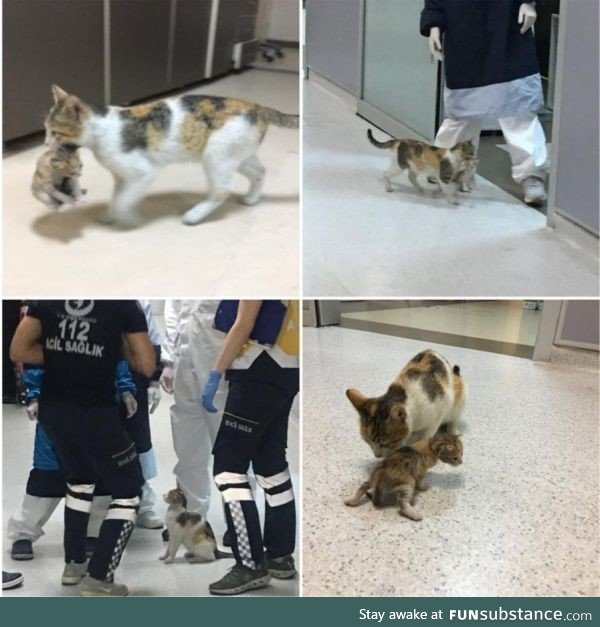 A stray cat mom took her baby to the ER. Doctors and paramedics helped the baby and took