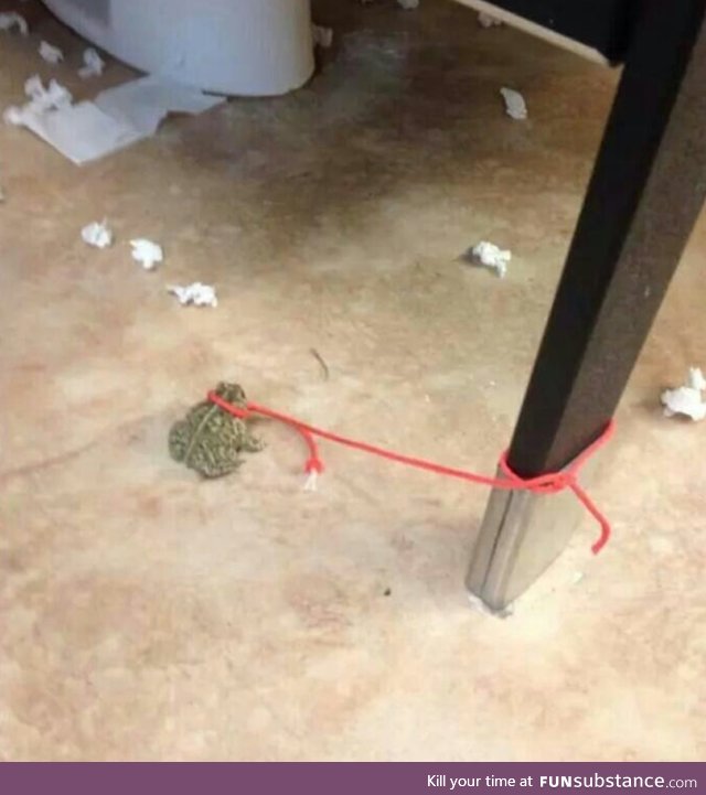 Frog with leash