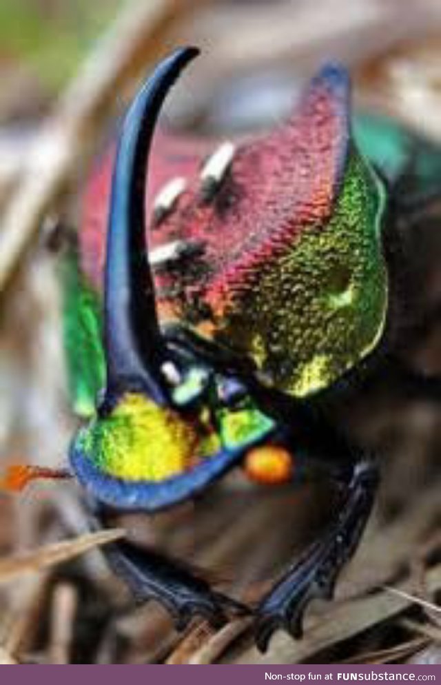 Rainbow Scarab (Phanaeus vindex)