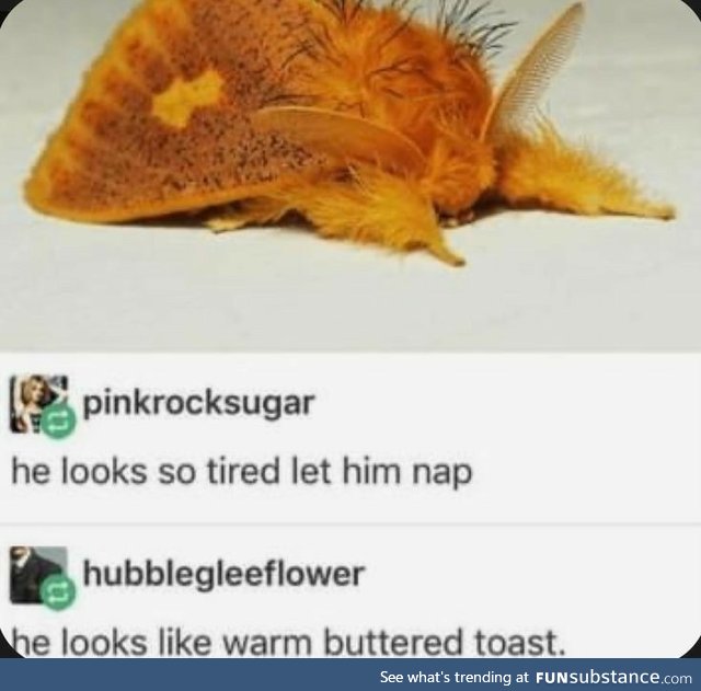 Warm Buttered Moth is Tired