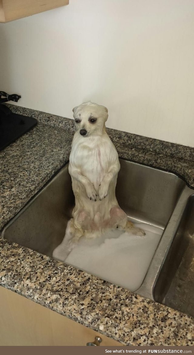 I gave my Pomeranian a bath...And he went full meerkat