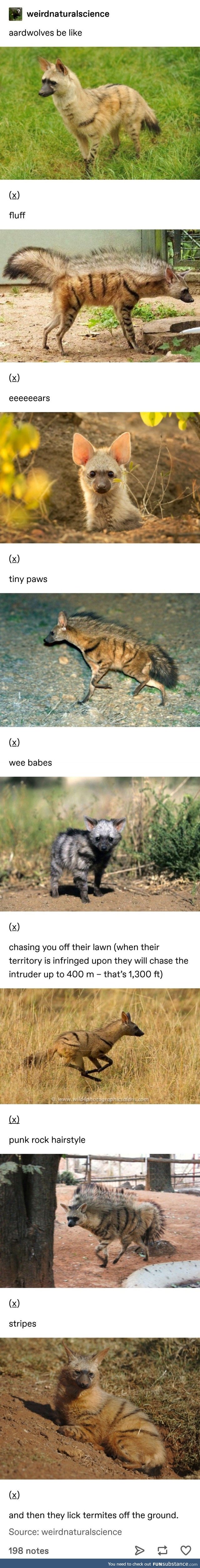 Aardwolves