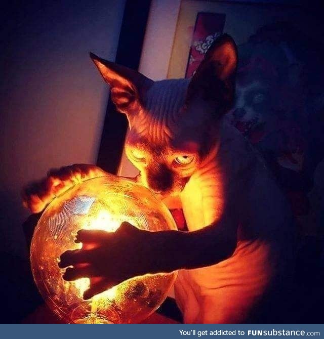 Lord Beerus plotting the next universe to destroy